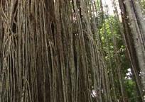 締め殺しイチジクの木