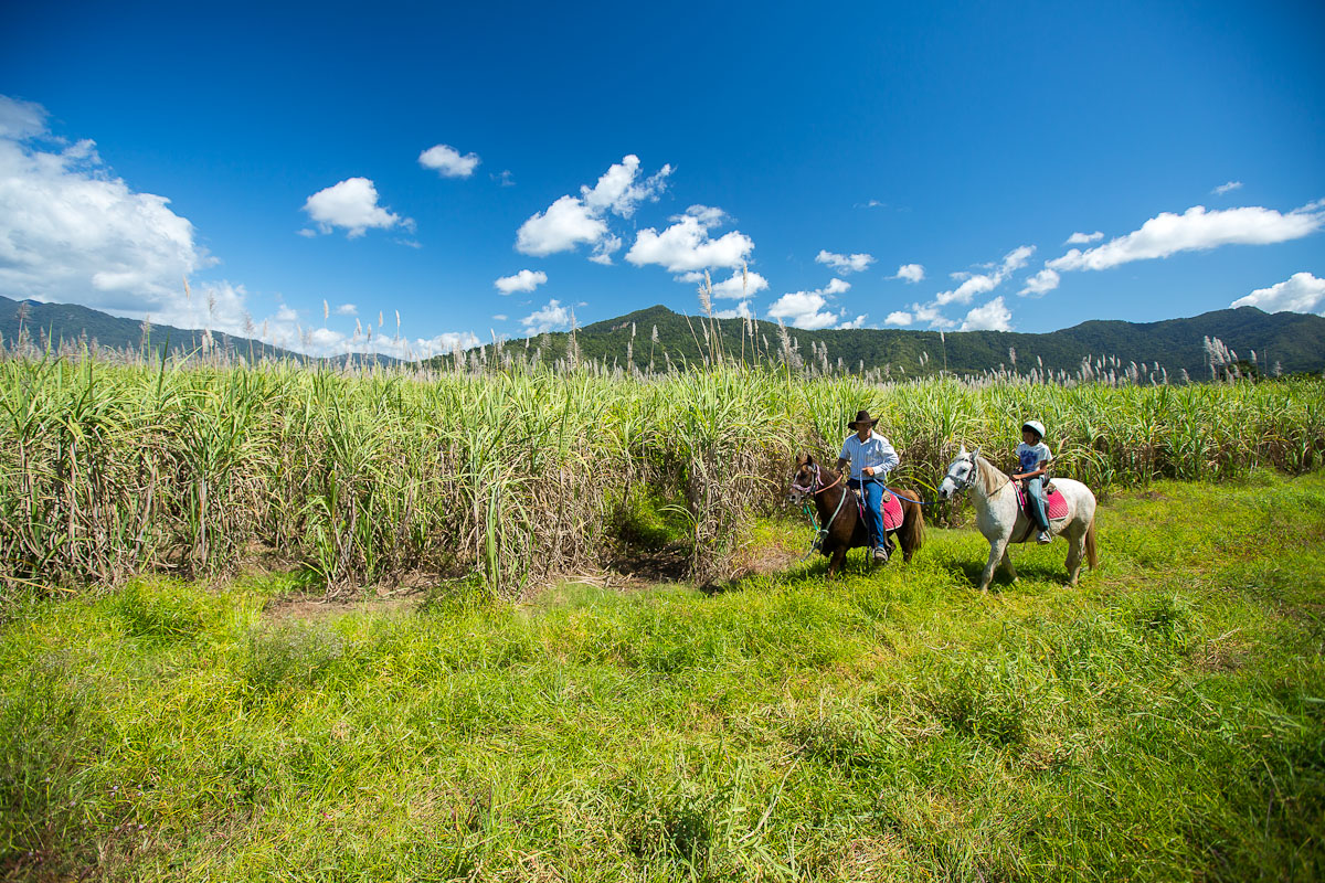 サトウキビ畑の横でもポックリ♪ポックリ♪