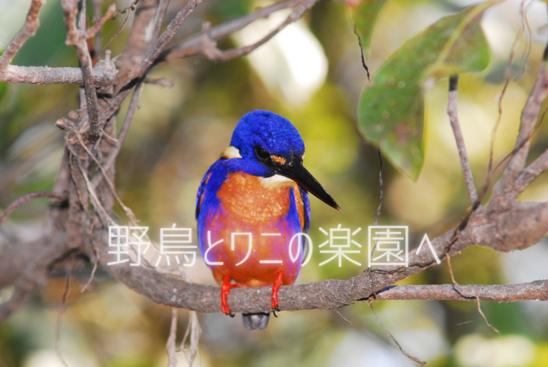 オンラインセミナー プライベート 野鳥とワニの楽園 ダーウィンから行くおすすめ日帰りツアー4選をご案内 45分 His Oceania