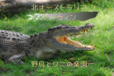 【オンライン★プライベート】オーストラリア北部☆ダーウィン観光相談室
