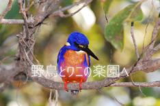 【オンラインセミナー★プライベート】野鳥とワニの楽園!☆ダーウィンから行くおすすめ日帰りツアー4選をご案内