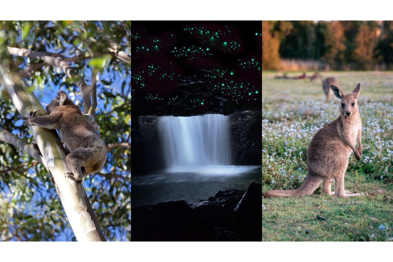 世界遺産スプリングブルック国立公園の洞窟で土ボタル&南半球の星空鑑賞と野生のコアラ&カンガルーに会いに行くエコサファリツアー(日本語ガイド/夕食付)