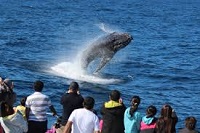 【冬季限定】日本語ガイド&送迎付き!クジラウォッチングクルーズ