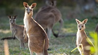 【まだ間に合う!6月参加限定スペシャル料金】世界遺産土ボタル&野生動物探検エコサファリツアー