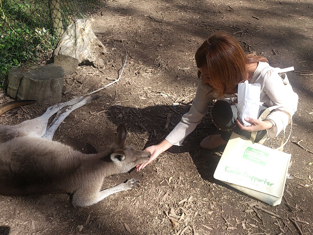 カンガルーに餌付けもできます!