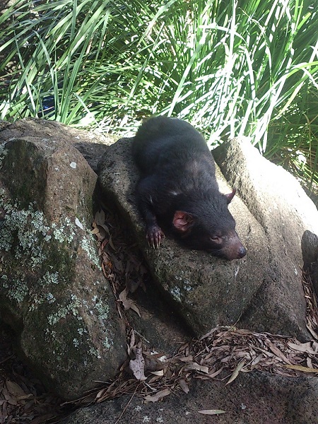 タスマニアン・デビル