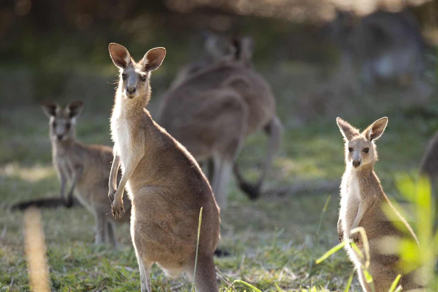 カンガルーの親子