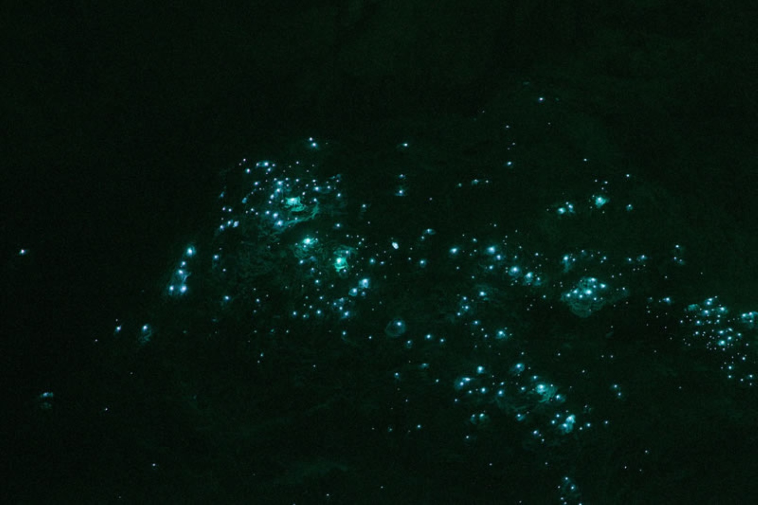 洞窟で青く光る土ボタル