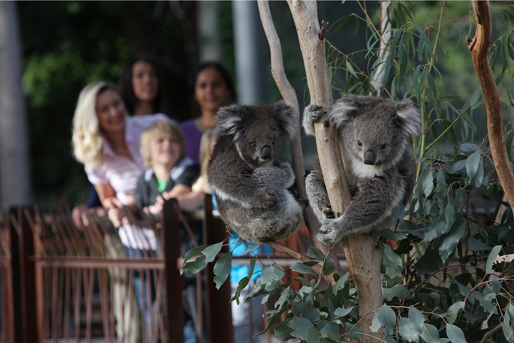 プライベート オンライン観光 メルボルン動物園を見てまわろう His Oceania