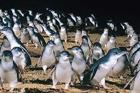 【Great Sights】ペンギンパレード
