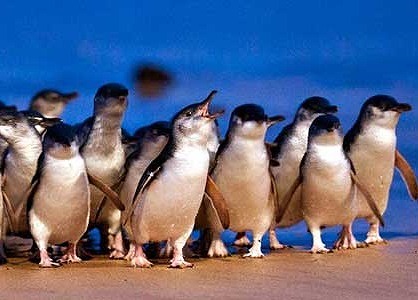 安心！日本語ガイドのペンギンツアー