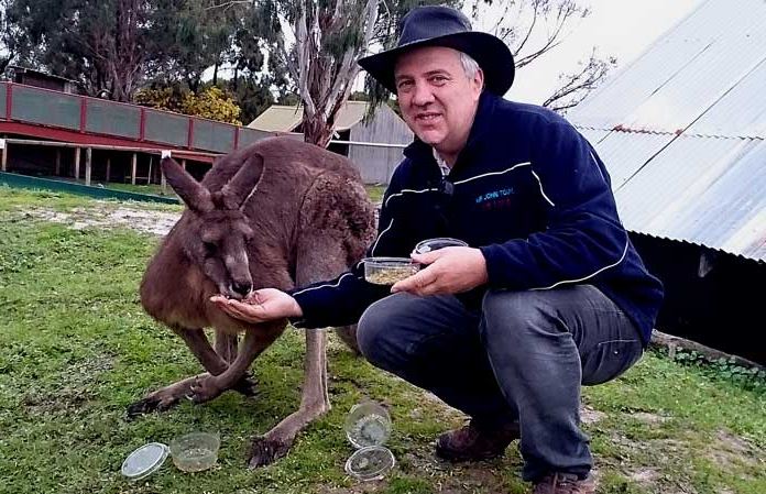 カンガルーへ餌付け