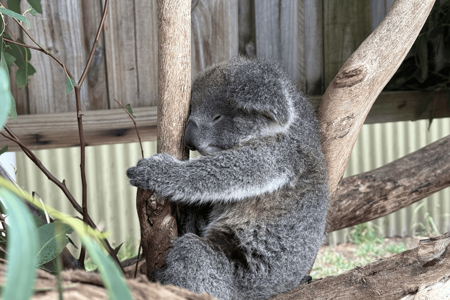 Maru koala
