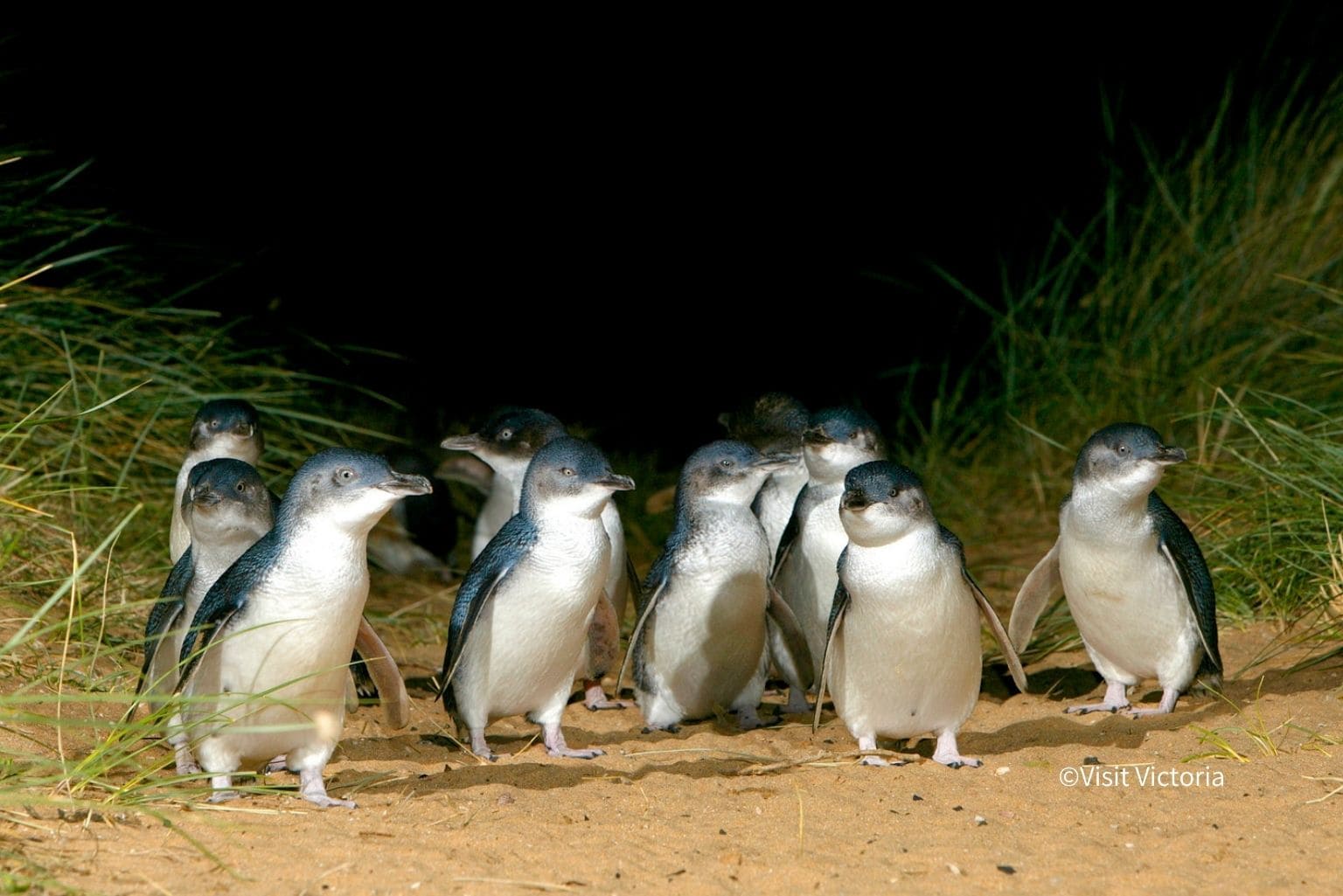 Penguin Parade 2