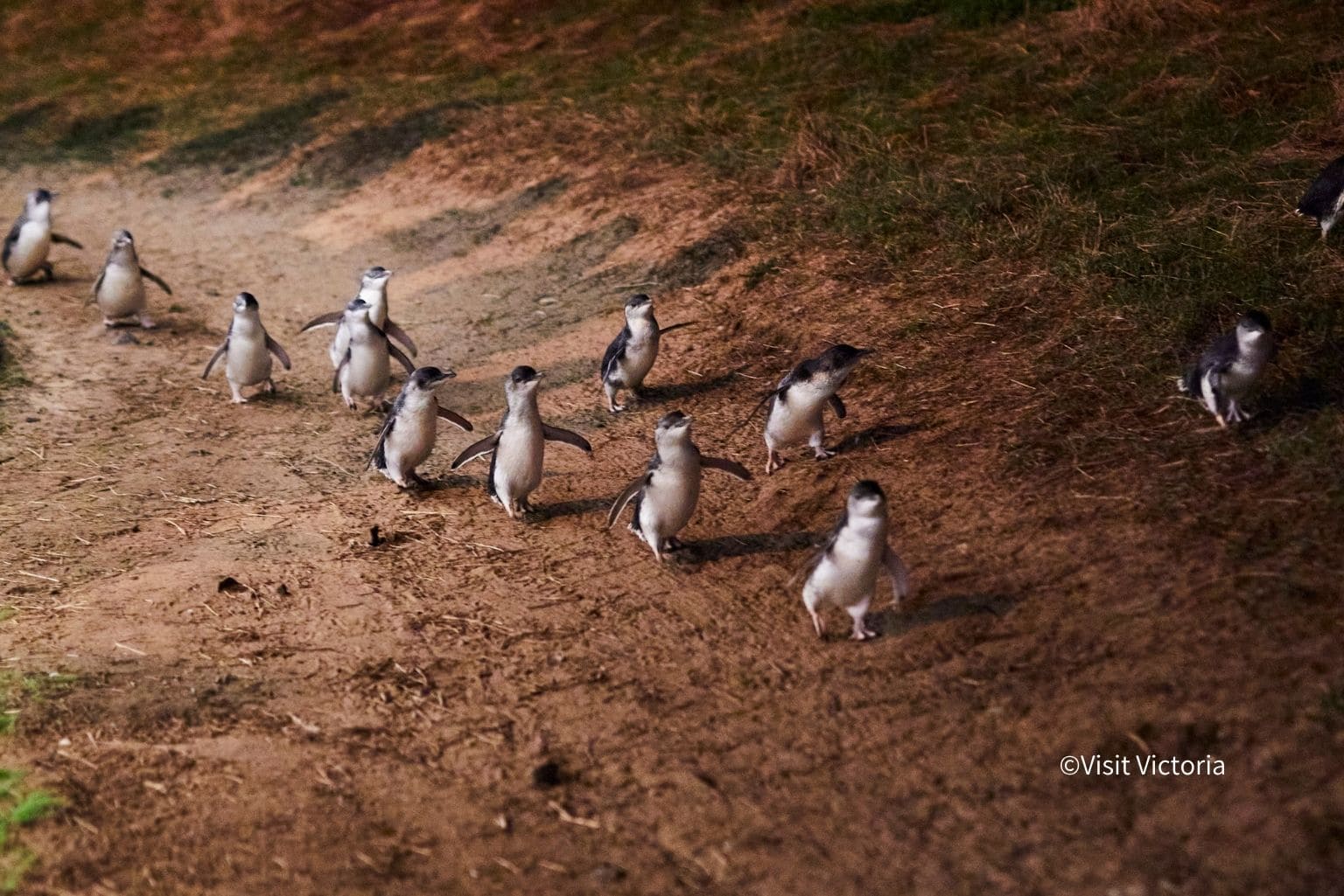 Penguin Parade 3