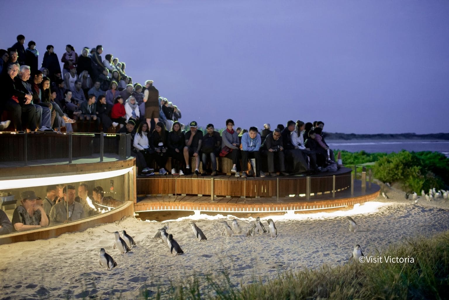 Penguin Plus & Under Ground