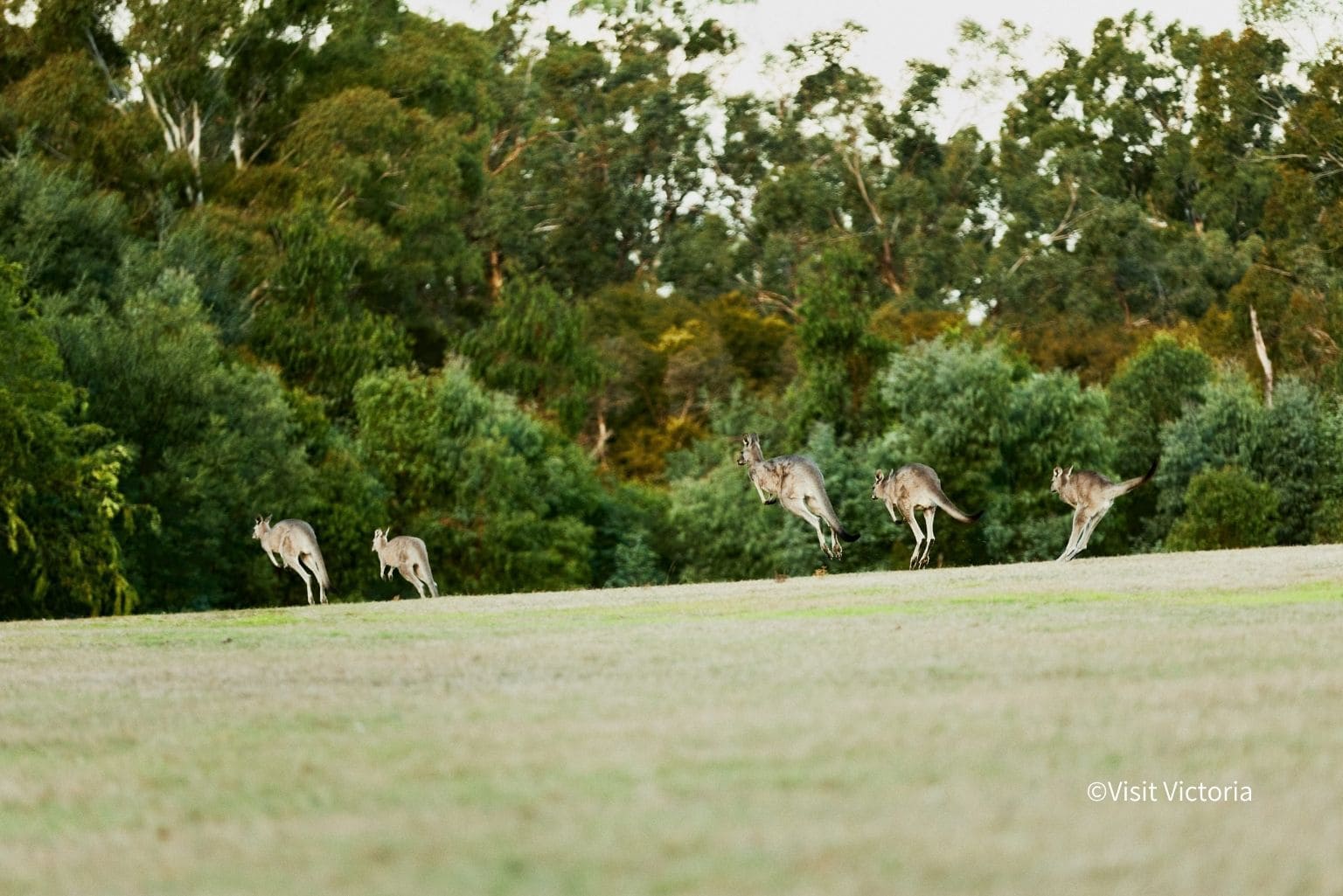 Yarra Valley
