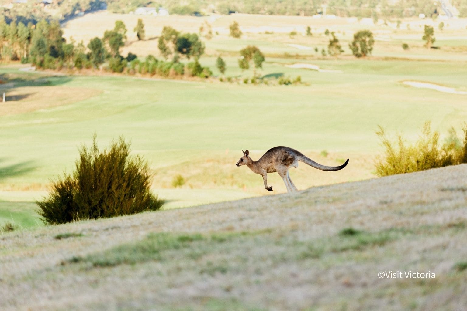 Yarra Valley