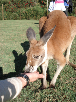 【日本語】パース人気スポット大満喫ツアー 半日 西オーストラリアの魅力凝縮！