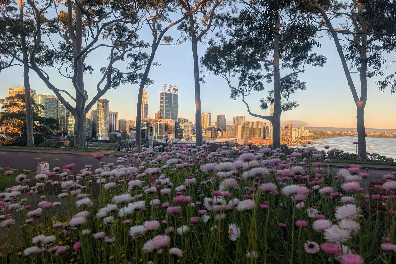 【日本語】パース★ワイルドフラワー 1日ツアー＜季節限定7～9月期間限定催行＞