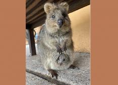 【初夢フェアー】★ロットネスト島・Karma Rottnestに宿泊 / スタンダードルーム1泊/2名1室利用>