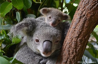 コアラガーデン動物園（ケアンズ／QLD州）