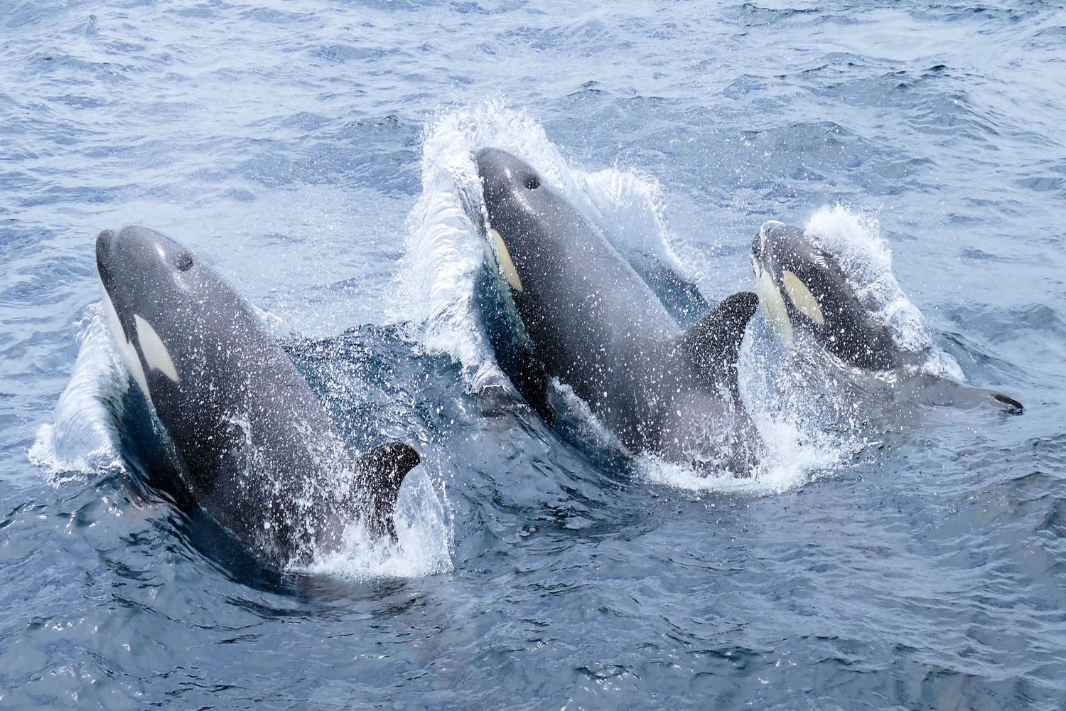 シャチ・ウォッチングクルーズ