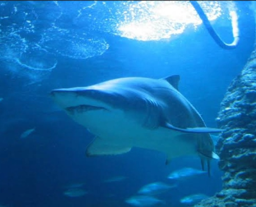 AQWA The Aquarium Of Western Australia（西オーストラリア州立水族館）