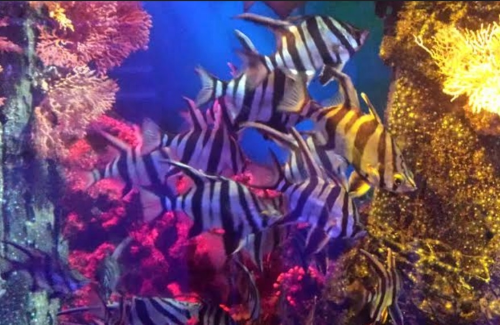 AQWA The Aquarium Of Western Australia（西オーストラリア州立水族館）