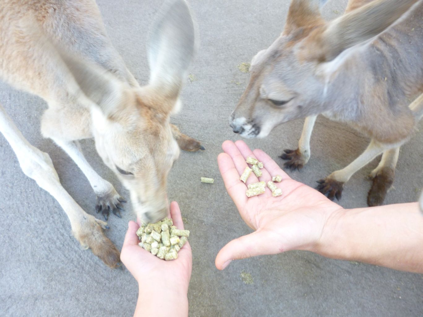 カンガルーへの餌付けができます。
