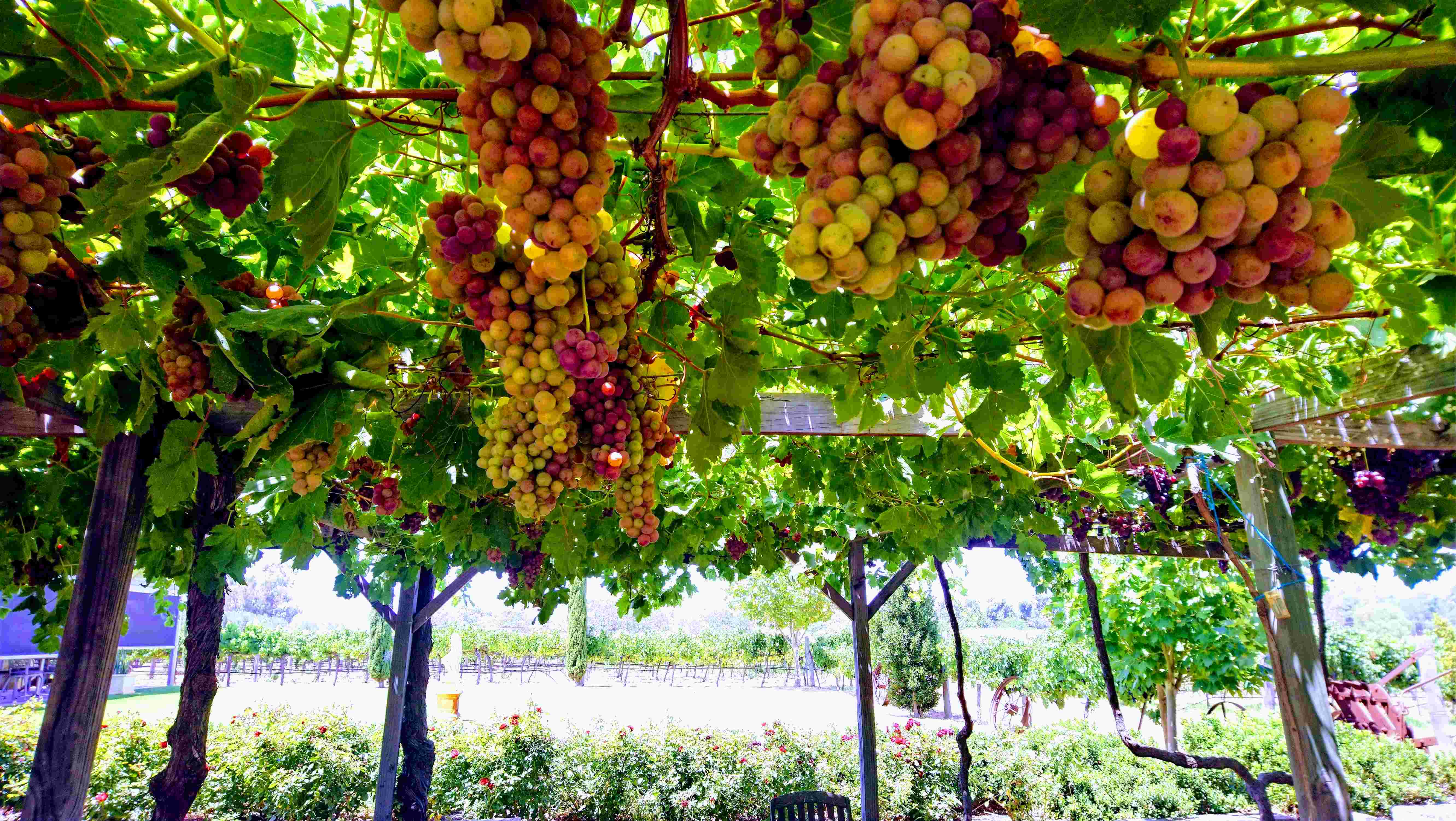 ワイナリー（イメージ）