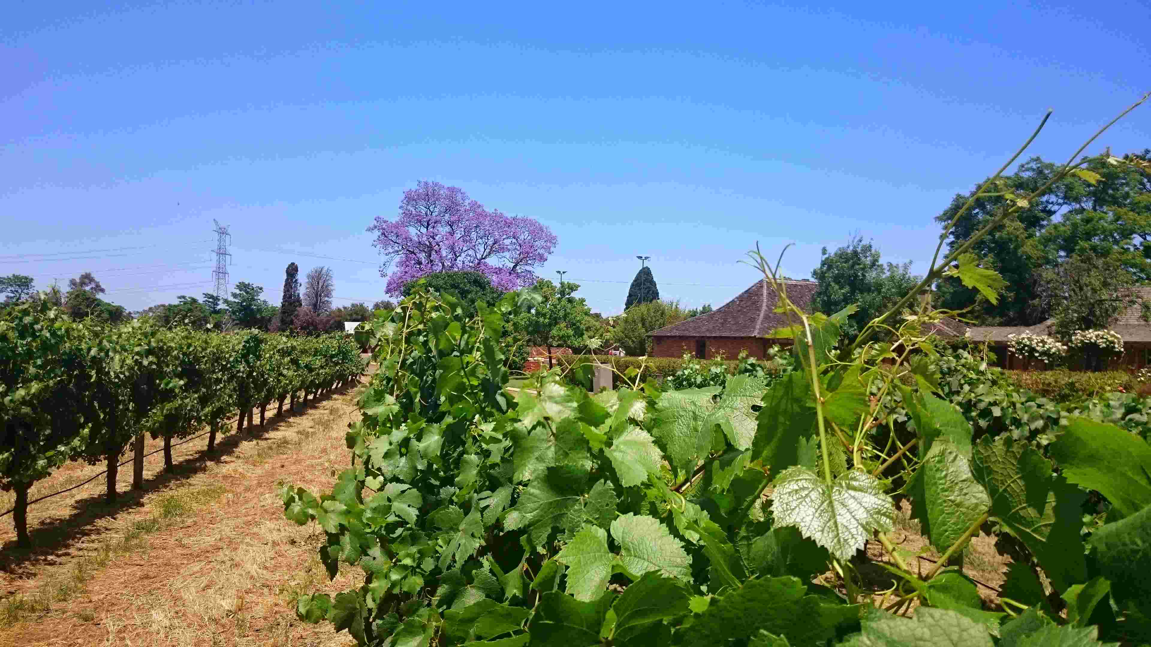 ワイナリー（イメージ）