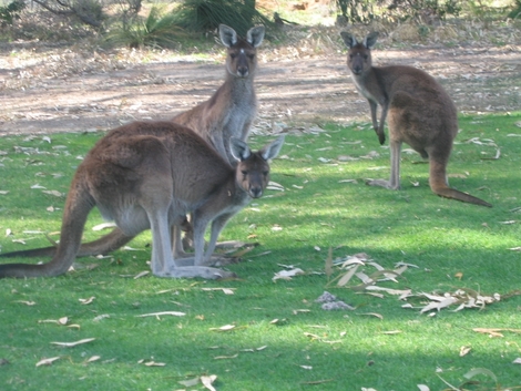 ヤンチャップ国立公園のカンガルー