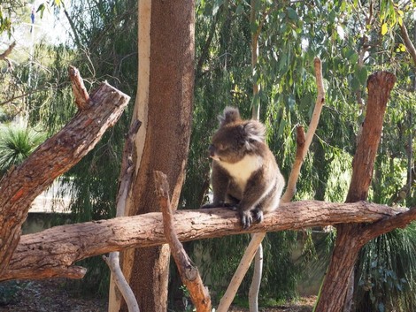 ヤンチャップ国立公園のコアラ