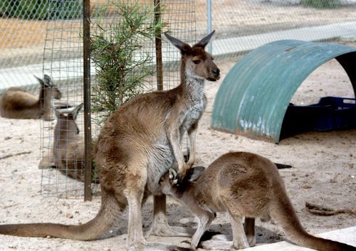 カンガルーにも会える