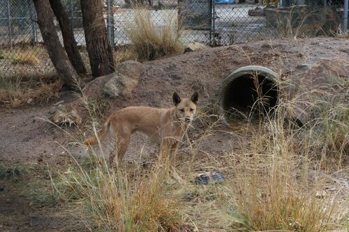 狼に近い野犬のディンゴ