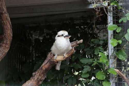 クッカバラと一緒に大声で笑ってね
