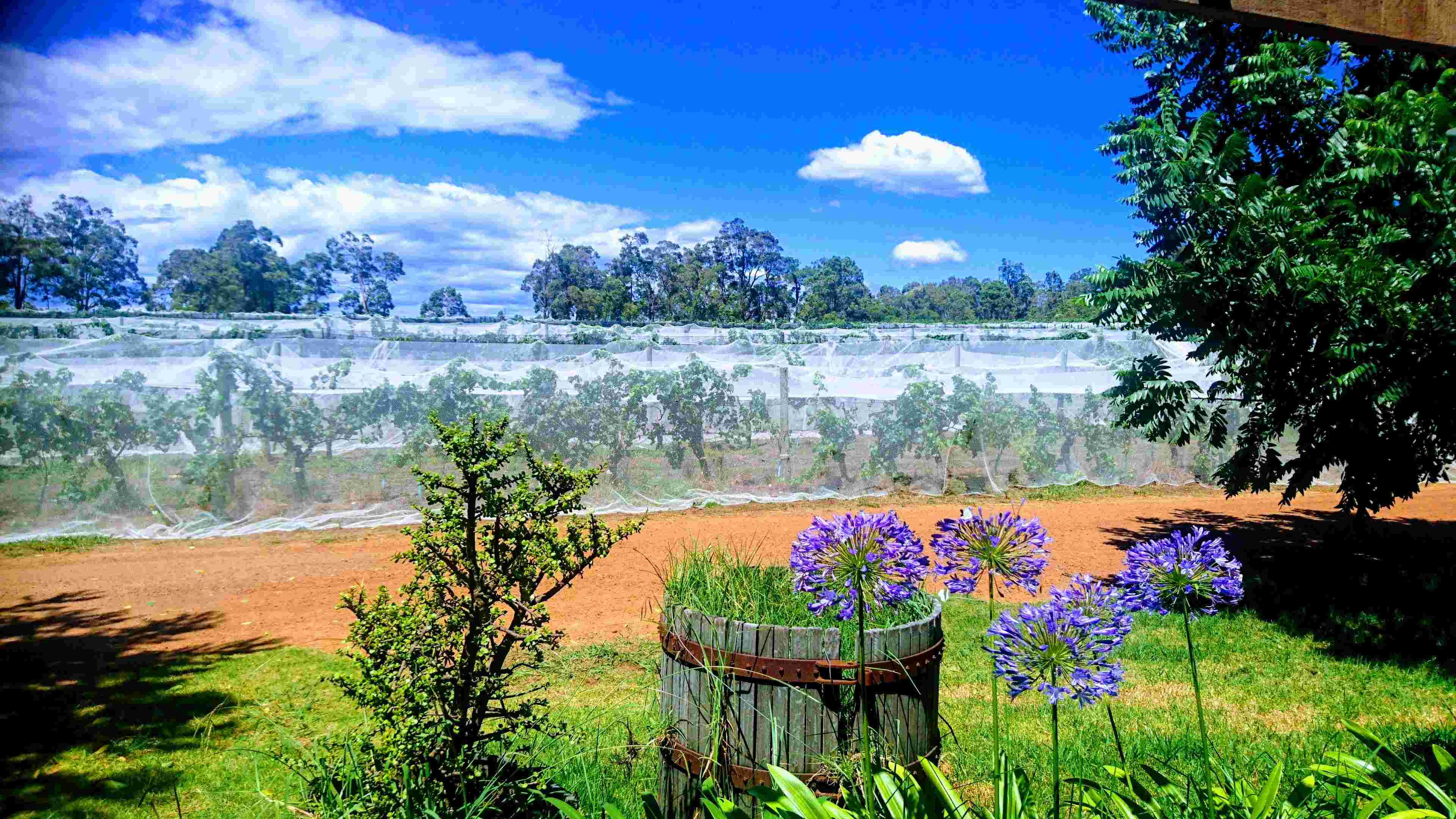 スワンバレー(イメージ)