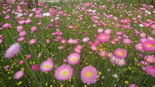 エバーラスティング(ワイルドフラワーの季節)