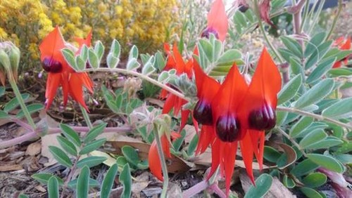 スターツ・デザート・ピー(ワイルドフラワーの季節)