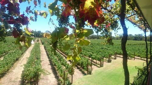 マーガレットリバーのぶどう園
