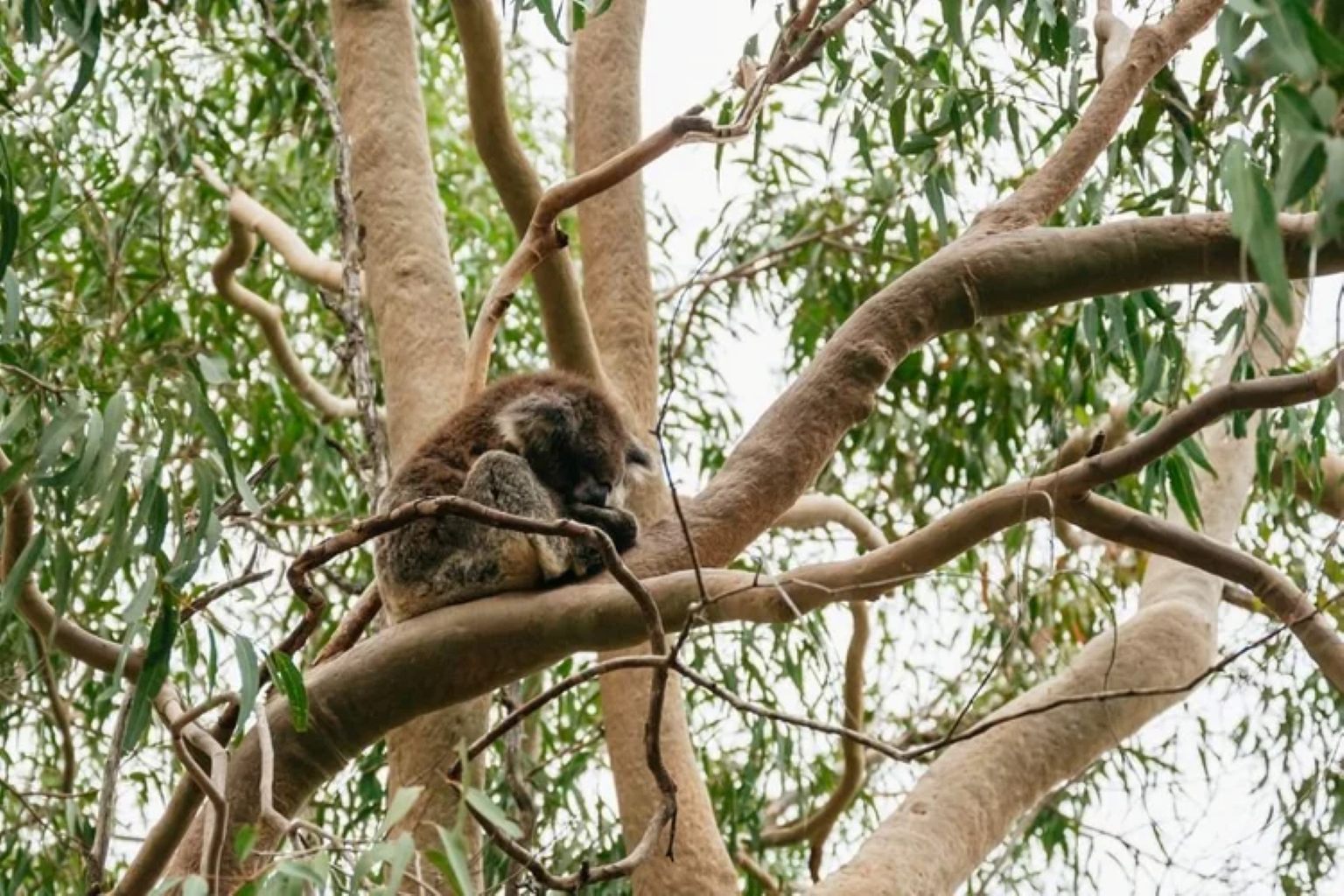 ヤンチャップ国立公園のコアラ