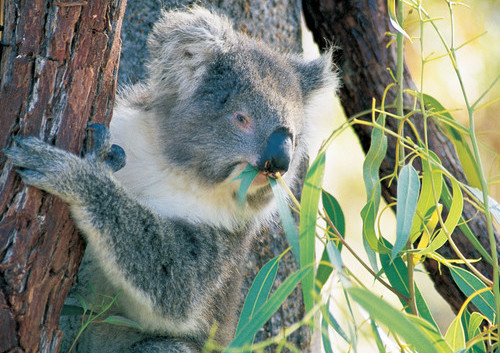 ヤンチャップ国立公園のコアラ