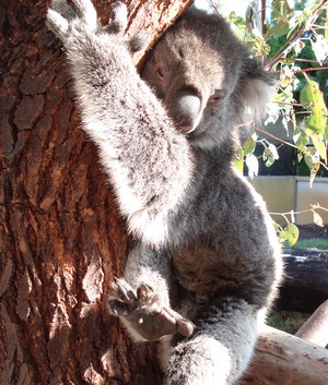 ワイルドライフパークのコアラ
