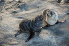 【英語】カンガルー島1日観光・往復フェリー利用