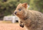 パースの動物 オプショナルツアー