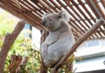 シドニーの動物 オプショナルツアー一覧