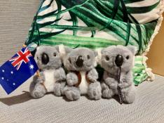 お土産に！　手のひらサイズ　コアラぬいぐるみ3個セット