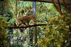 ワイルドライフハビタット動物園入園チケット＋ポートダグラス市内散策（ケアンズ市内からの送迎付き）