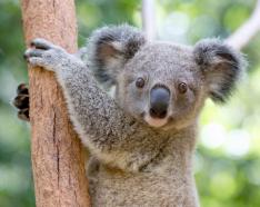 カランビン ワイルドライフ サンクチュアリー入園券